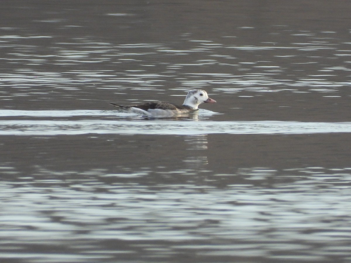Long-tailed Duck - ML299196541
