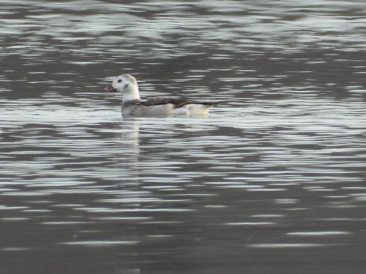 Long-tailed Duck - ML299196641