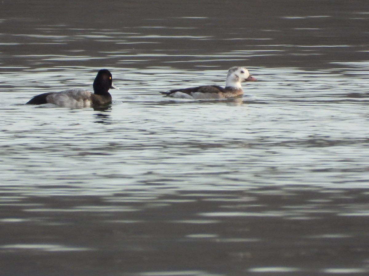Long-tailed Duck - ML299196671