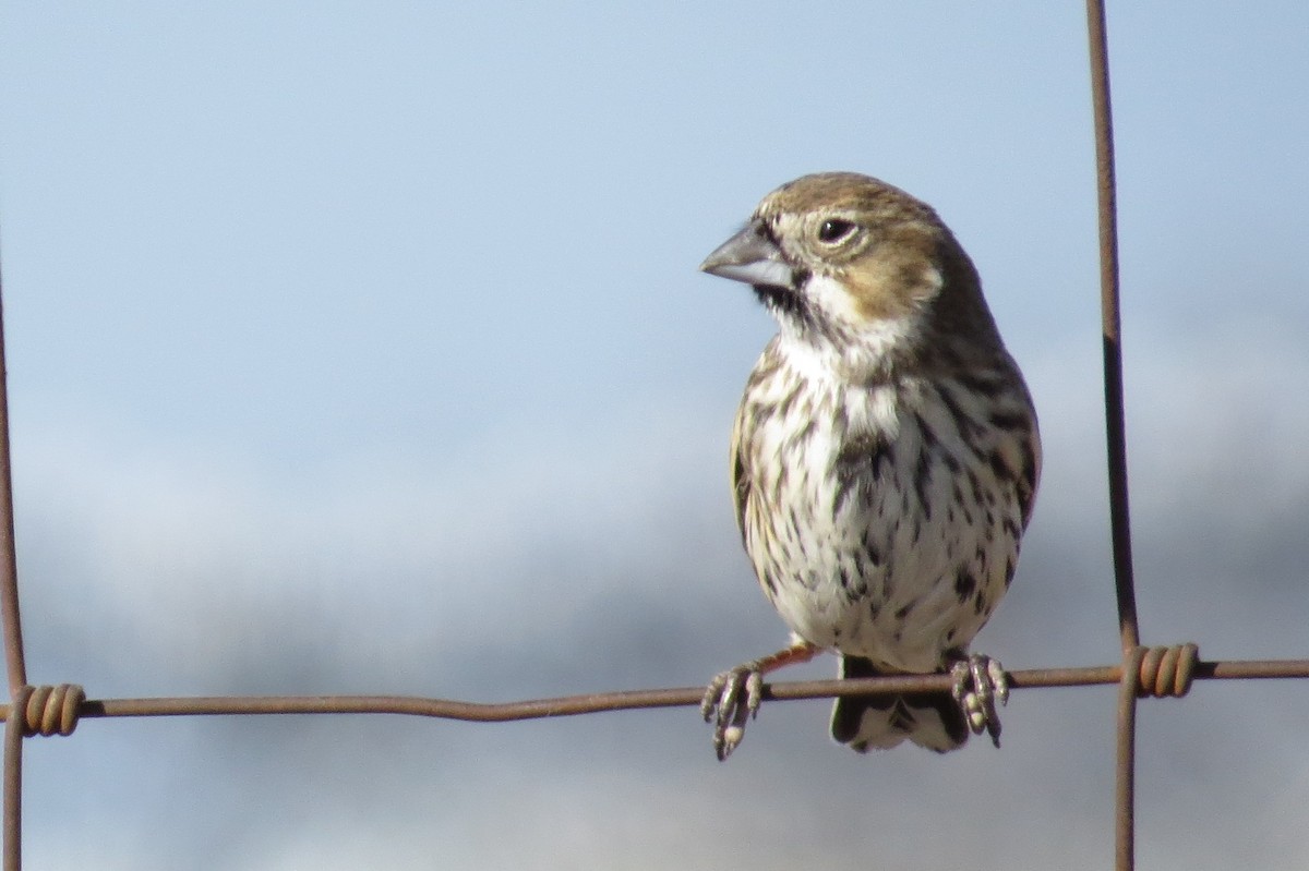 Lark Bunting - ML299196931