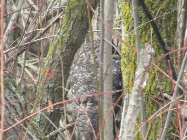 Long-eared Owl - ML299197661