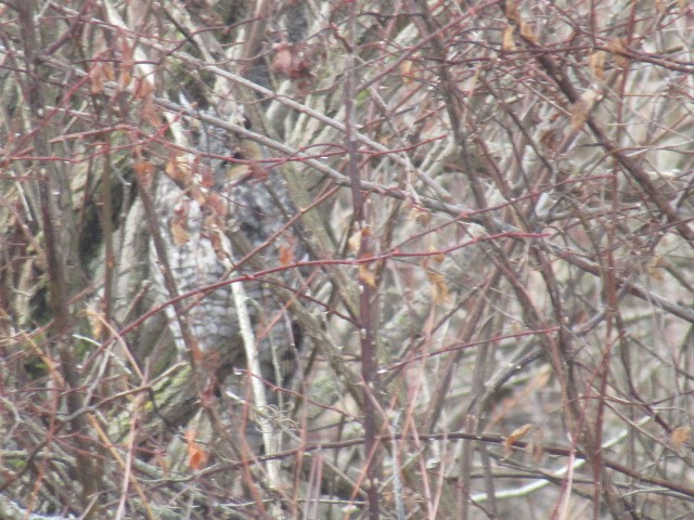 Long-eared Owl - ML299197671