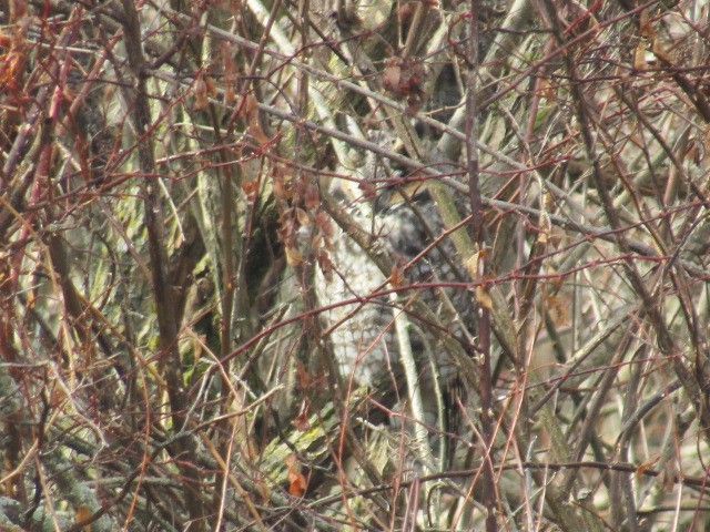 Long-eared Owl - ML299197691