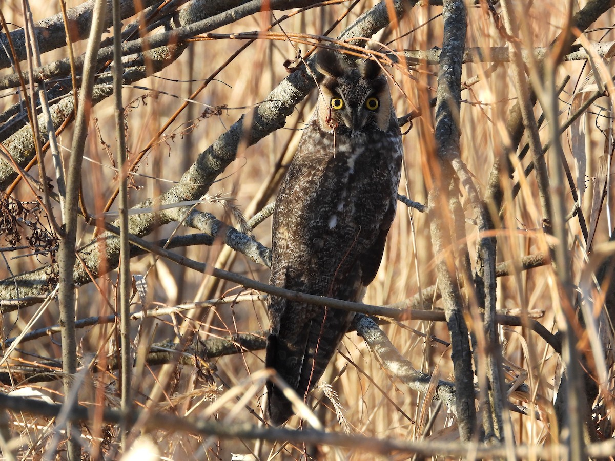 Long-eared Owl - ML299198021