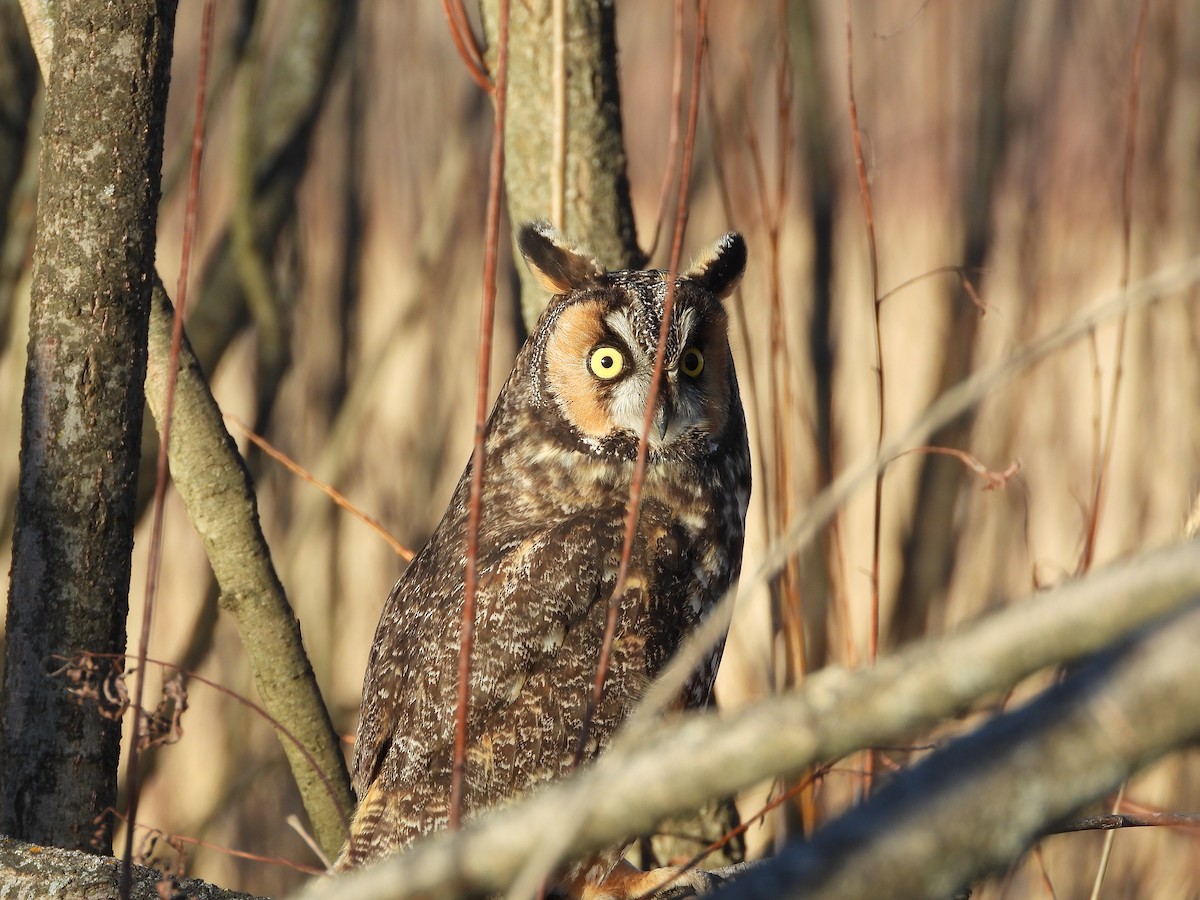 Long-eared Owl - ML299198401