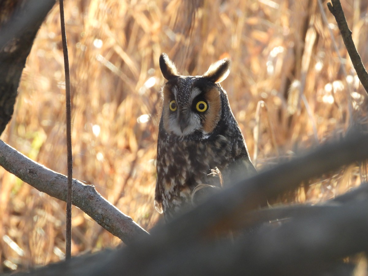 Long-eared Owl - ML299198721