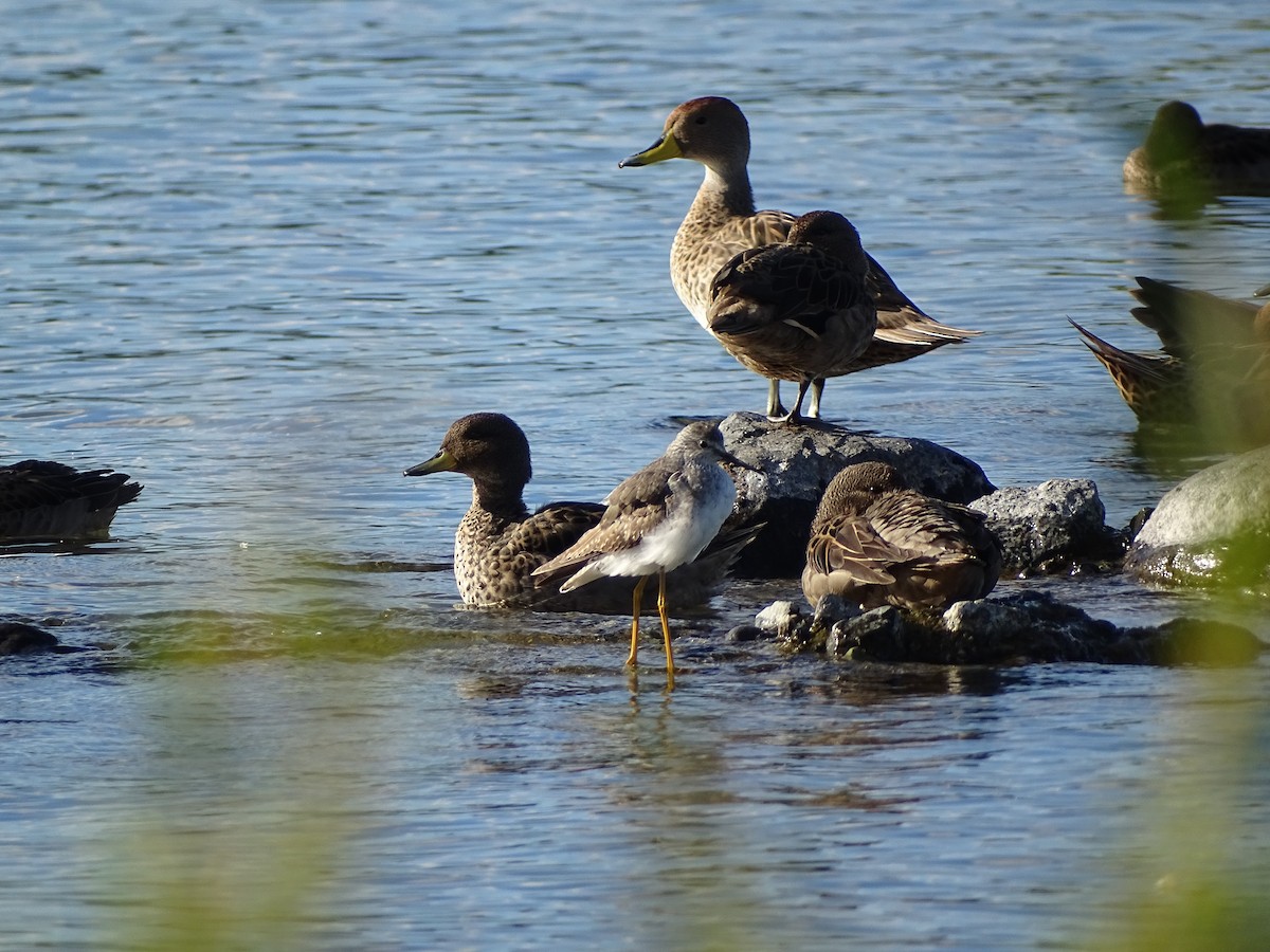 Greater Yellowlegs - ML299199041