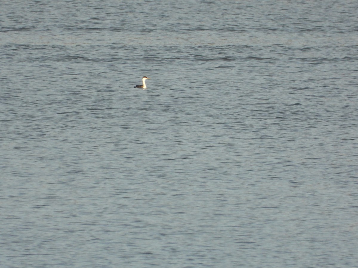 Western Grebe - ML299200791