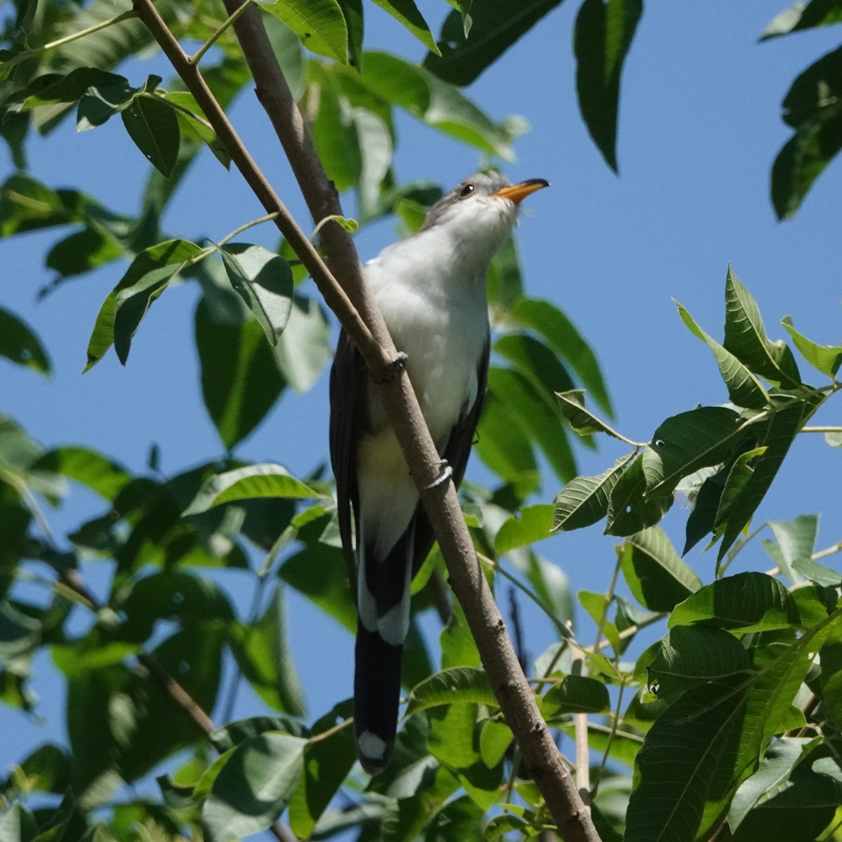 Pearly-breasted Cuckoo - ML299202251