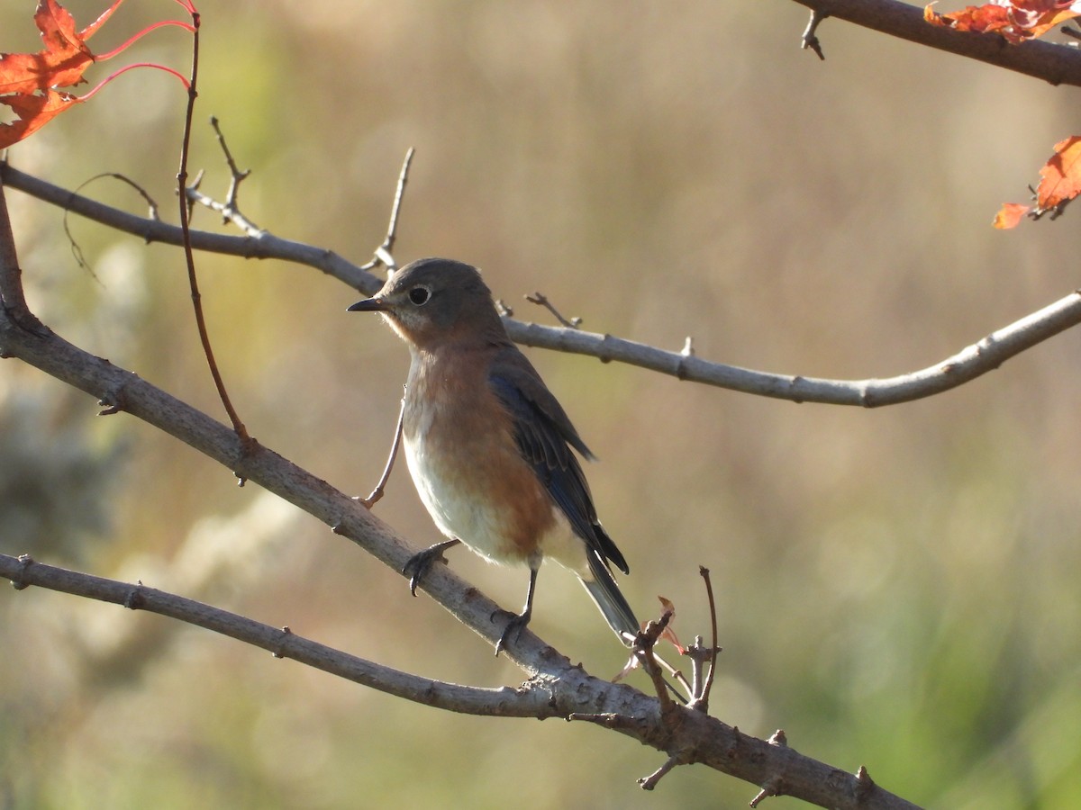 Eastern Bluebird - Seth Dudley