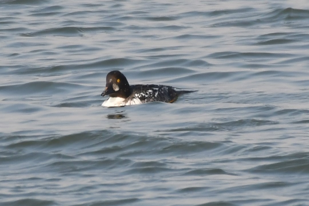 Common Goldeneye - ML299205211
