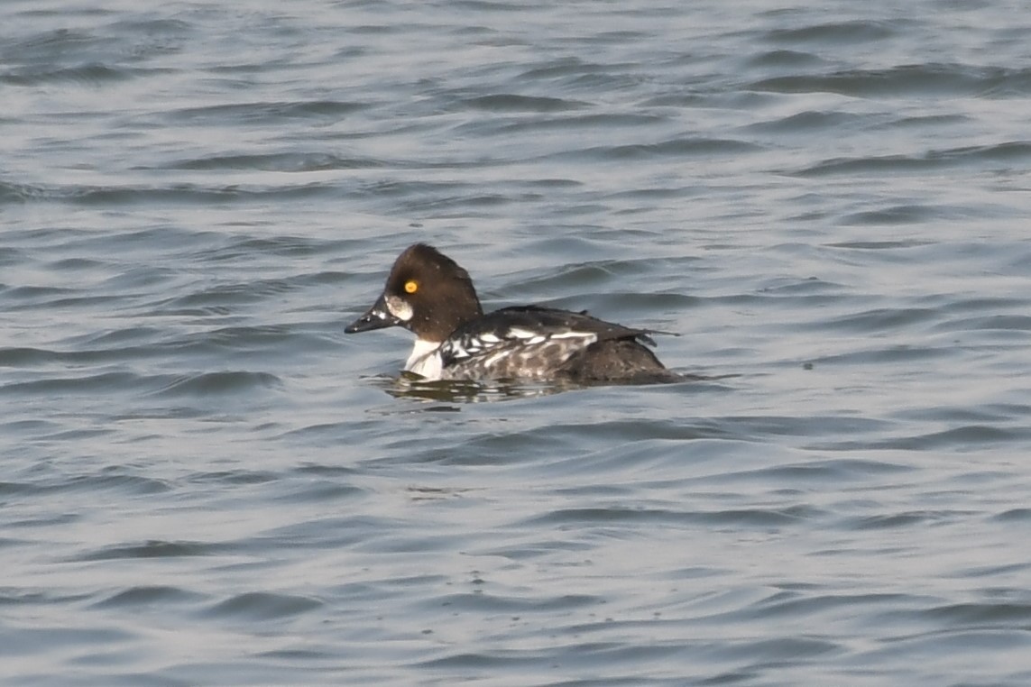 Common Goldeneye - ML299205251