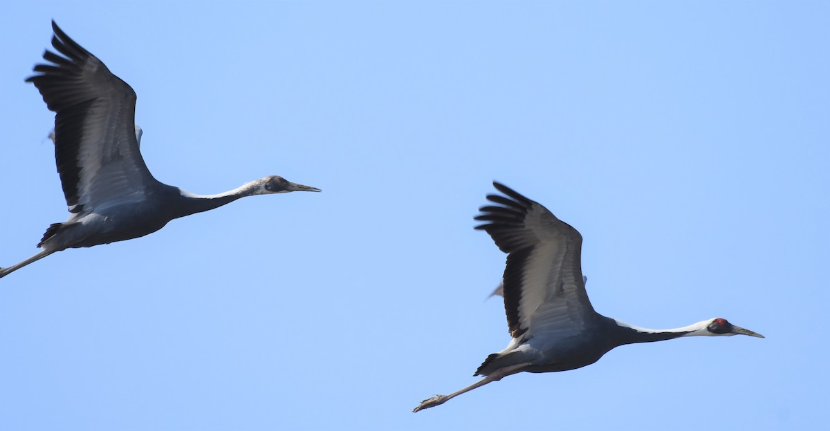 White-naped Crane - ML299205431