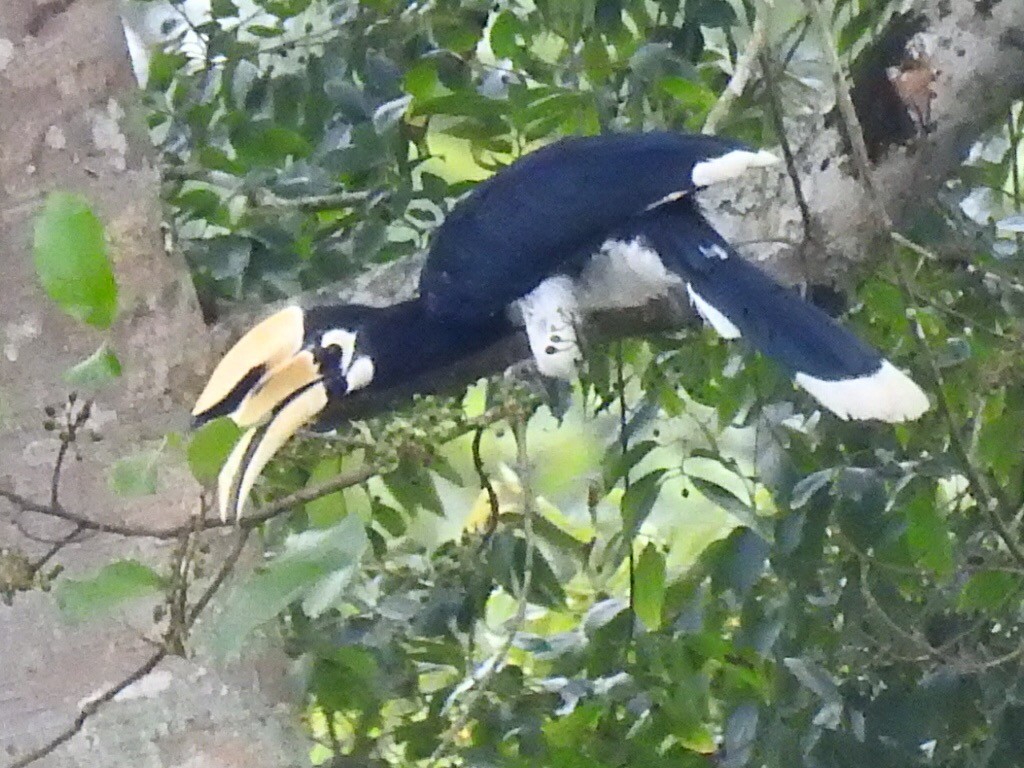 Oriental Pied-Hornbill - Alec Napier