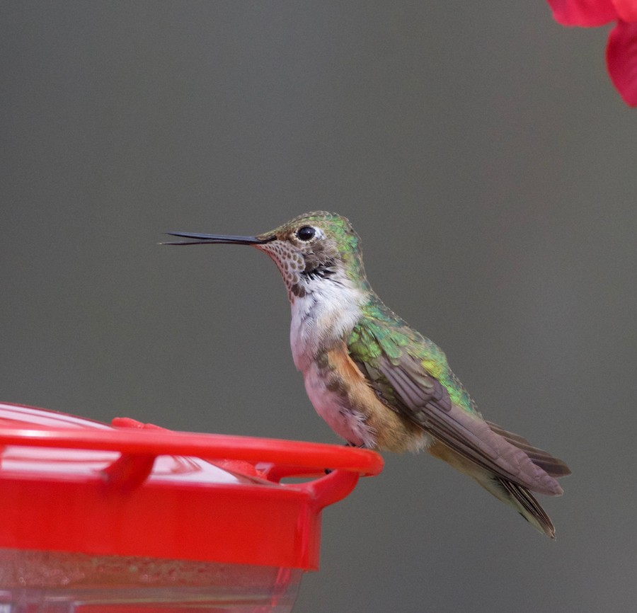 Broad-tailed Hummingbird - ML299208171