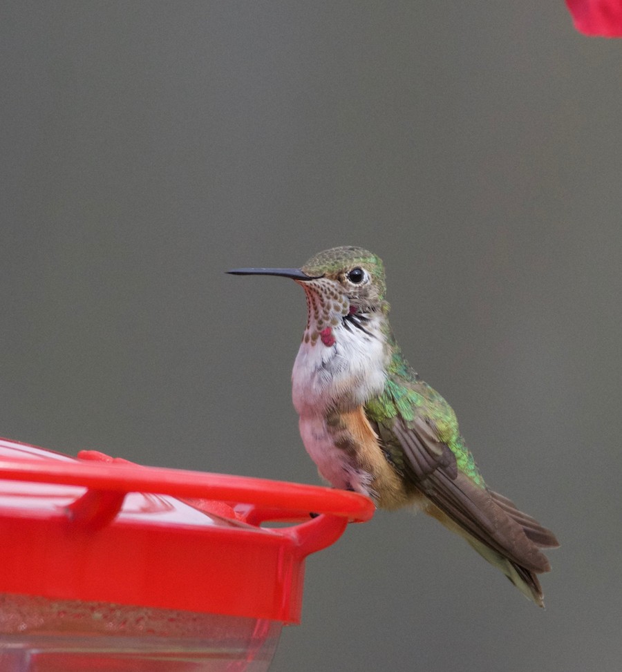Broad-tailed Hummingbird - ML299208411