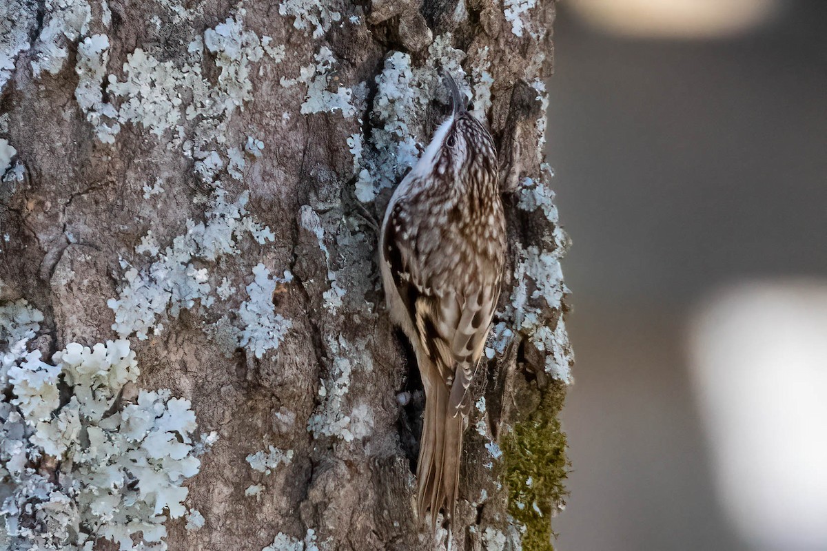 Підкоришник американський - ML299208661