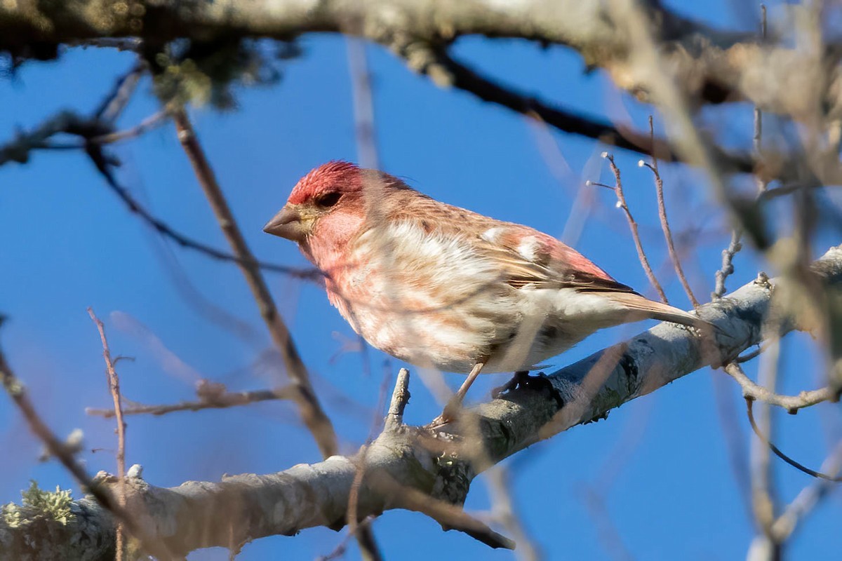 Чечевиця кармінова - ML299208781