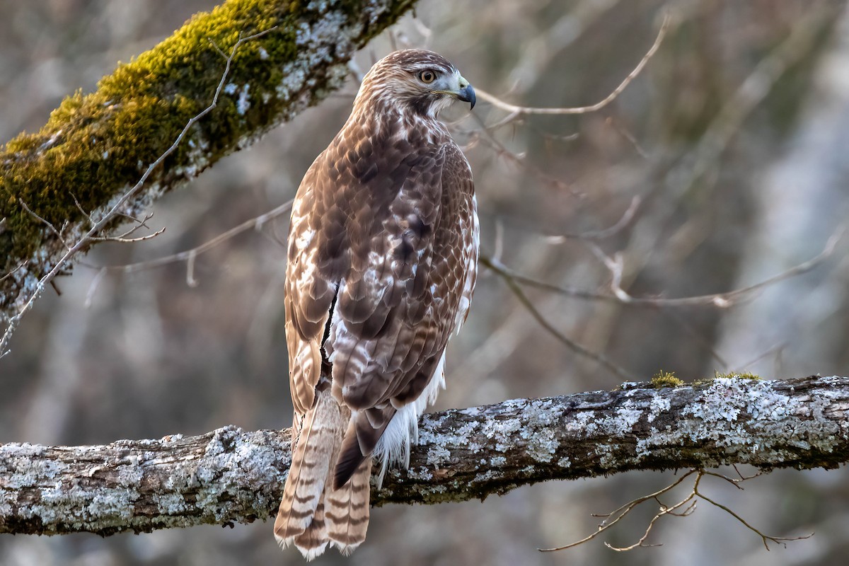 Канюк неоарктичний - ML299208881