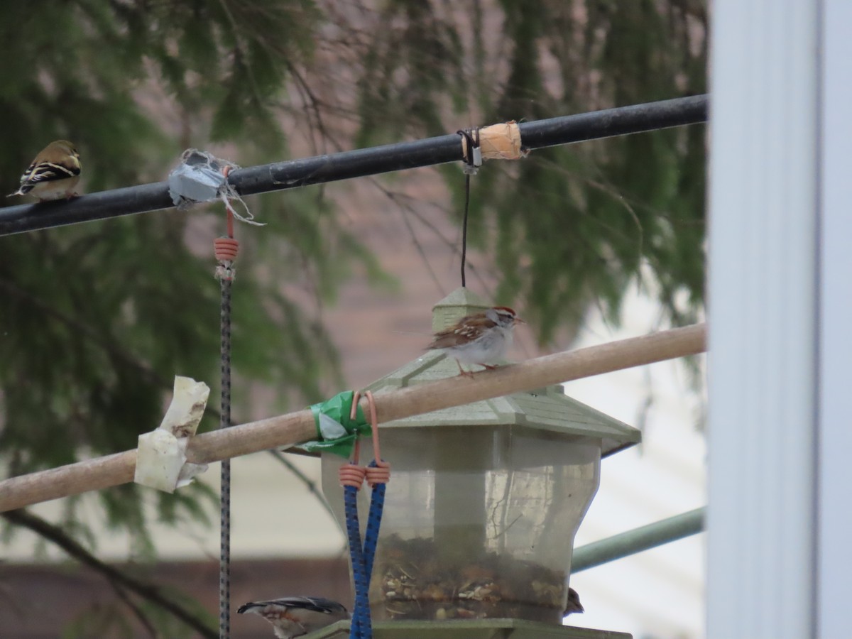 Chipping Sparrow - ML299209481