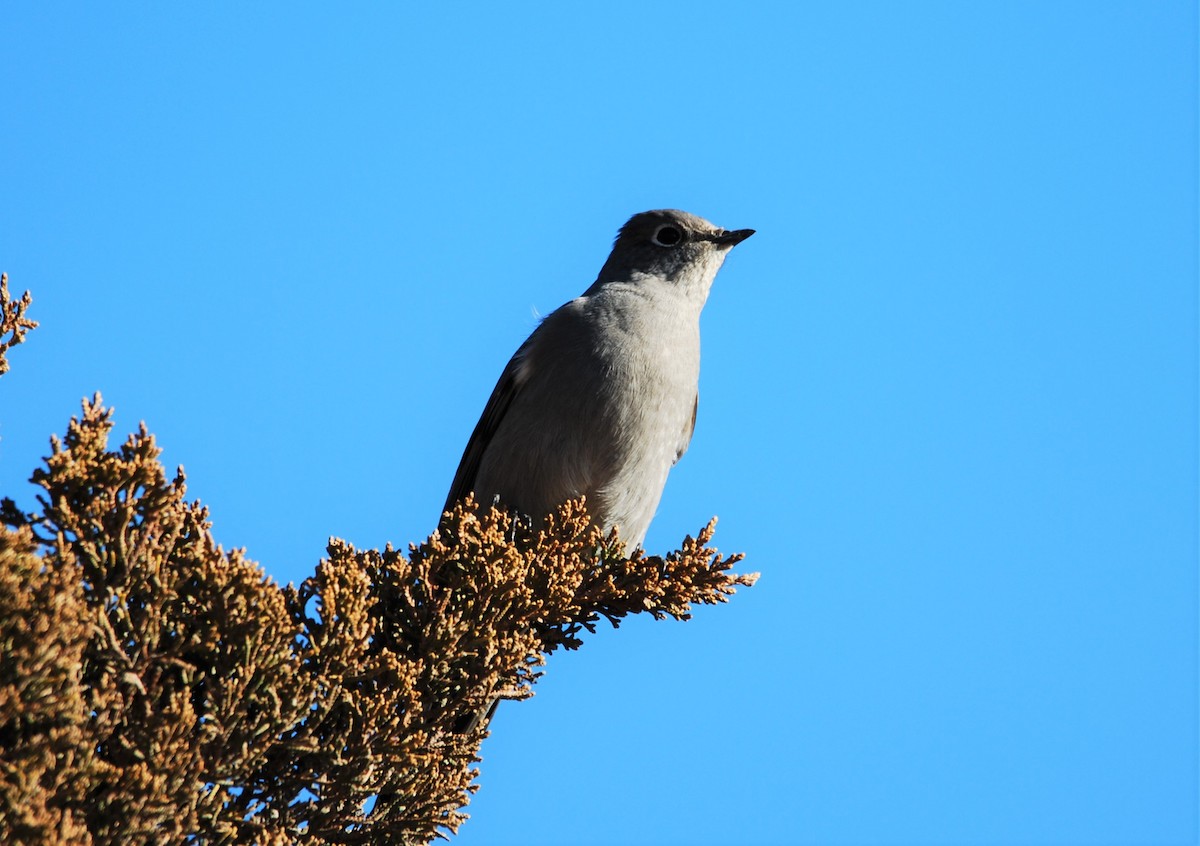 Townsend's Solitaire - ML299211221