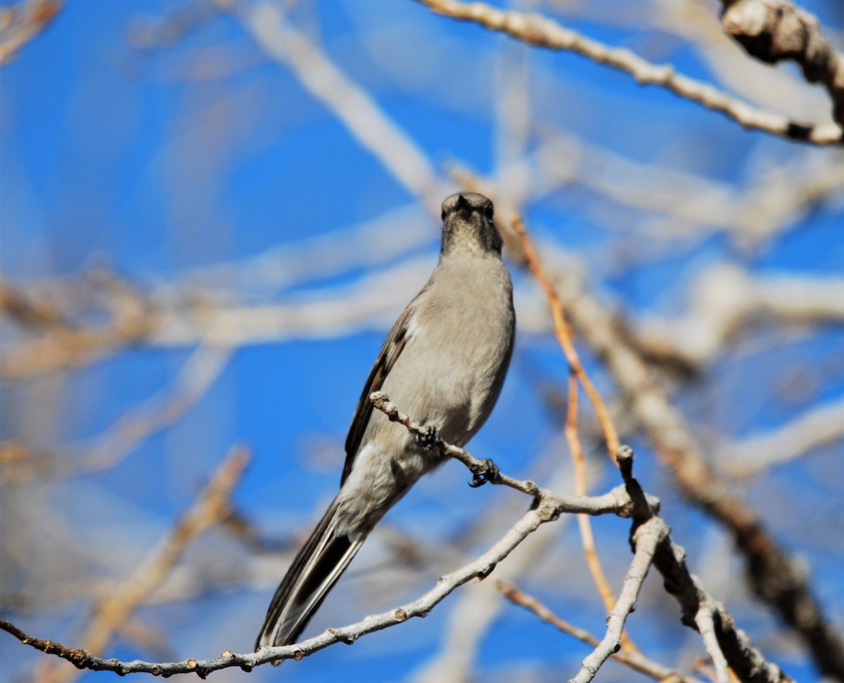 Townsend's Solitaire - ML299211361
