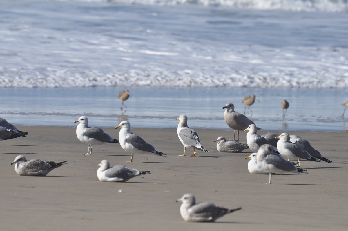 California Gull - ML299214101