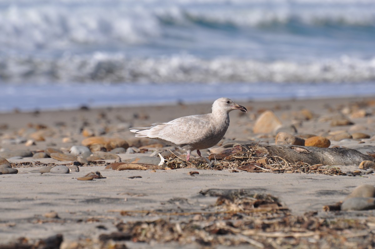 Glaucous-winged Gull - ML299214371