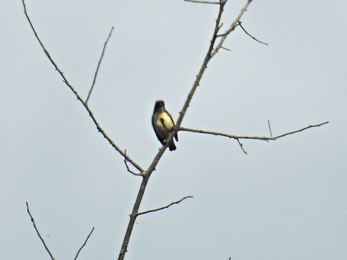 Cambodian Flowerpecker - Alec Napier