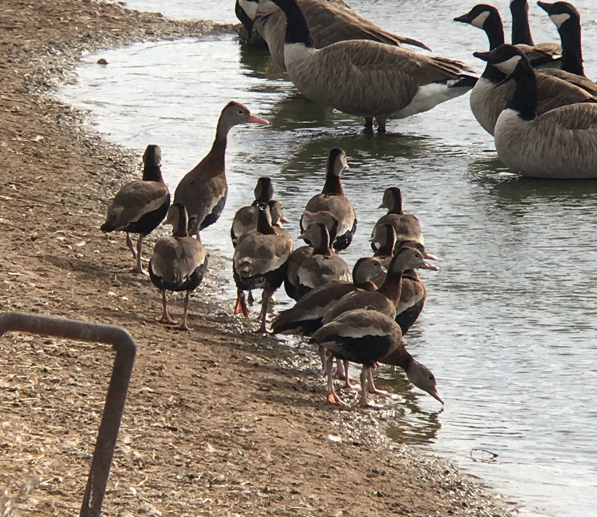 Black-bellied Whistling-Duck - ML299214621