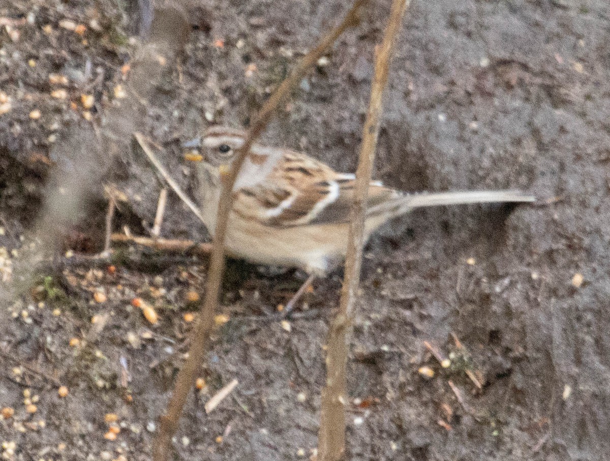 American Tree Sparrow - ML299215501