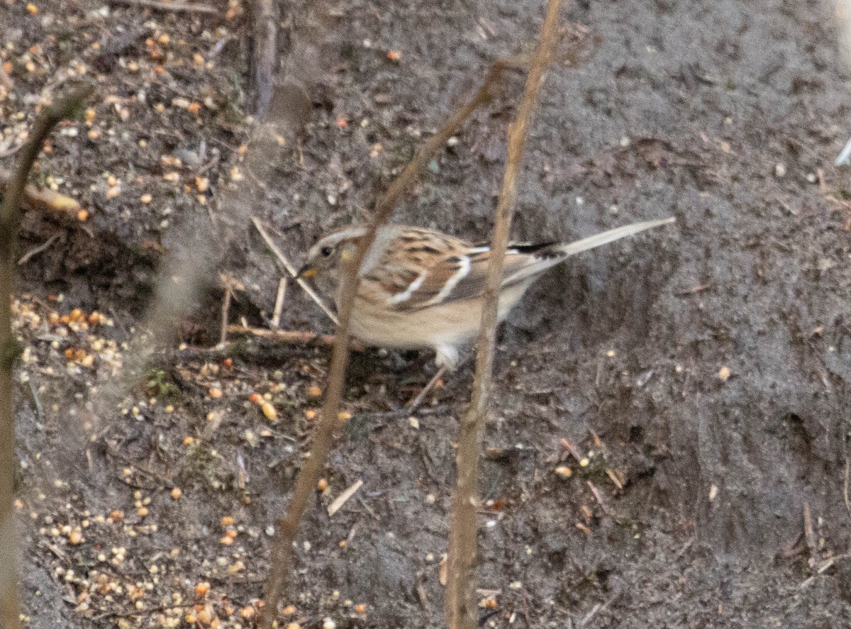 American Tree Sparrow - ML299215571