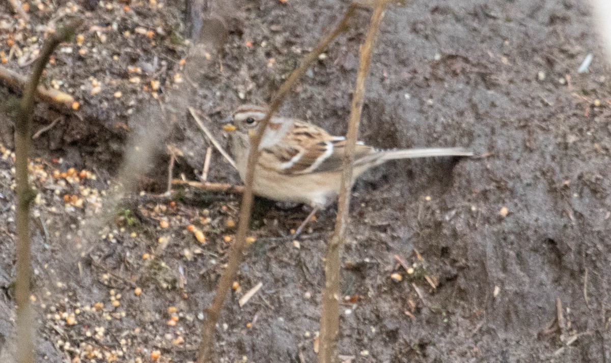 American Tree Sparrow - ML299215631