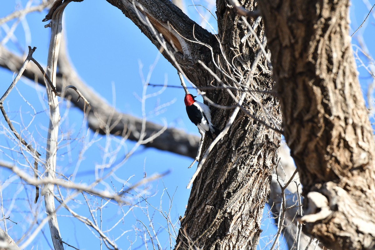 Red-headed Woodpecker - ML299215691