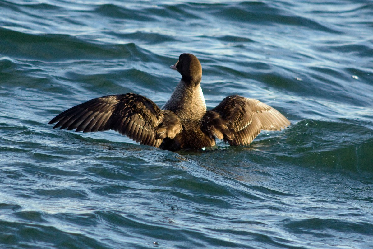 King Eider - ML299216241