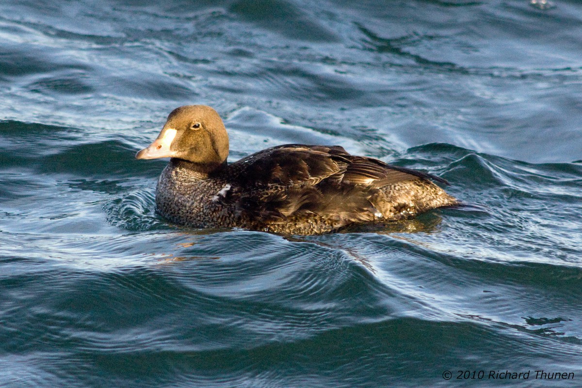 King Eider - ML299216271
