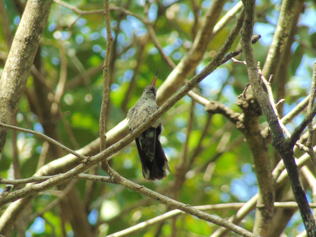 Scaly-breasted Hummingbird - Enrique Varela