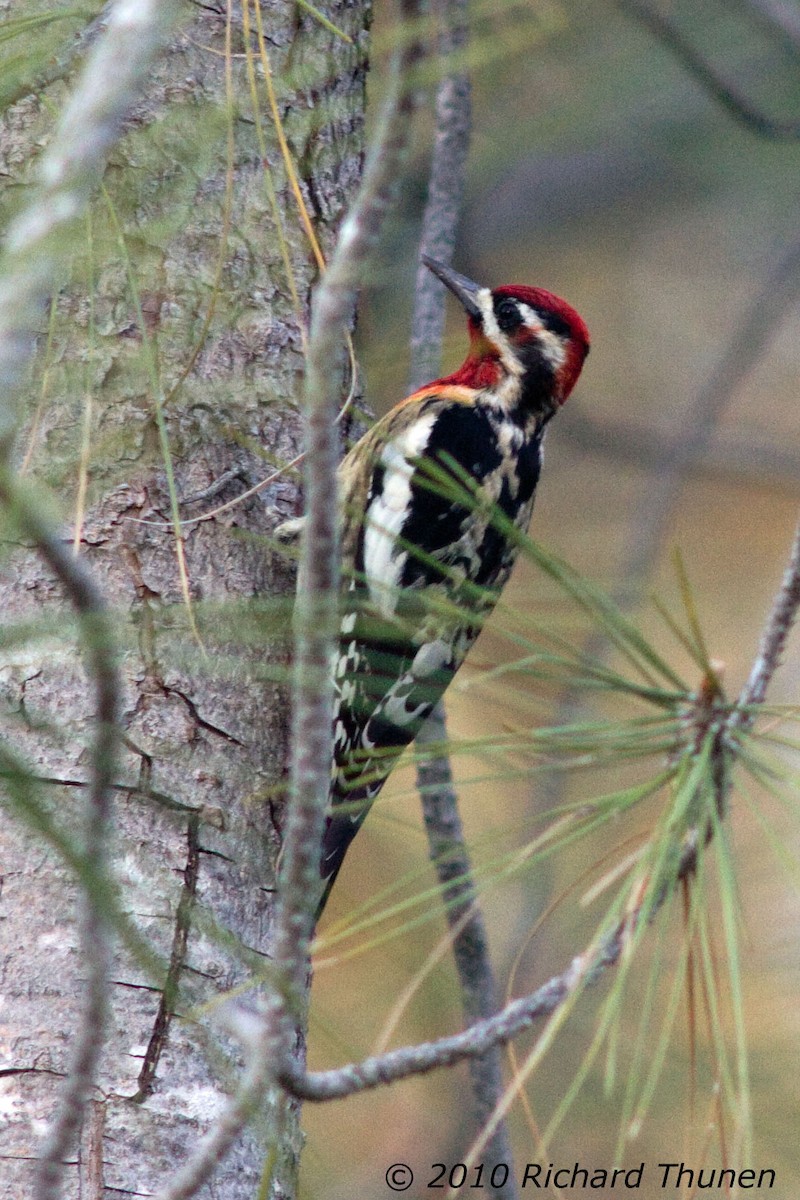 Red-breasted Sapsucker - ML299218071