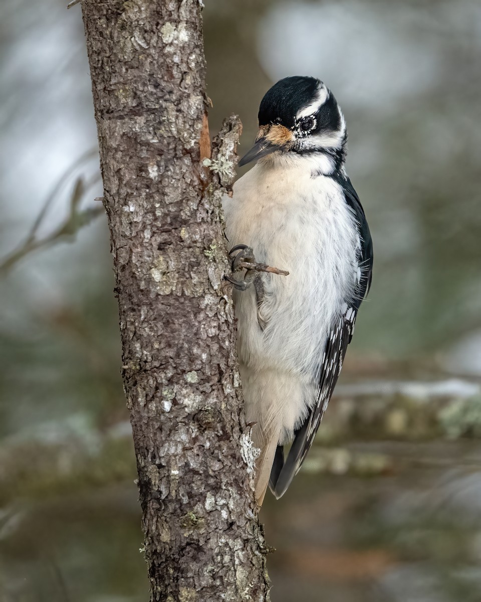 Hairy Woodpecker - ML299219121