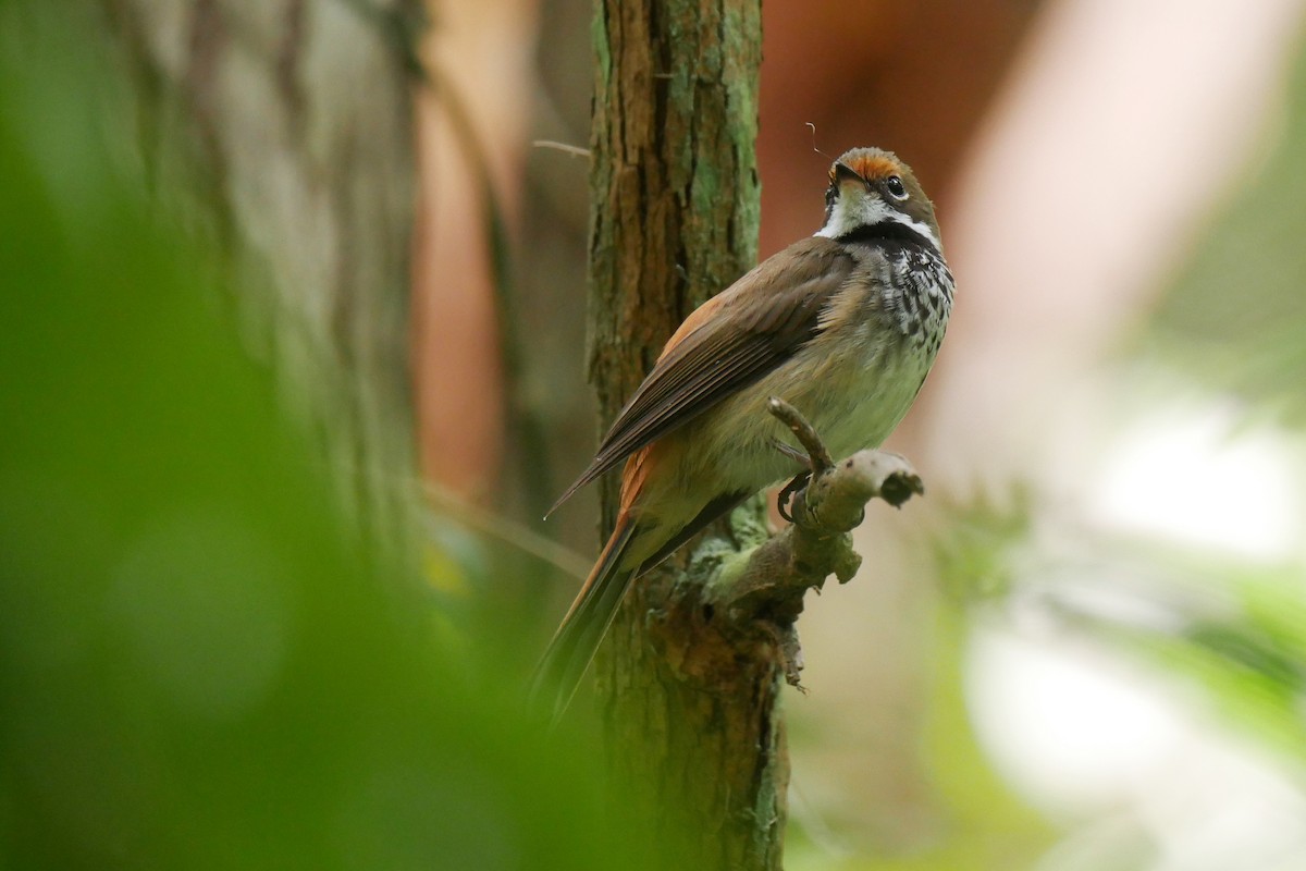 Australian Rufous Fantail - ML299222621