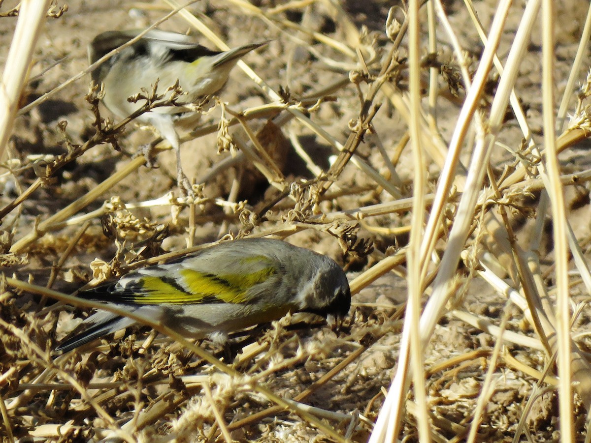 Lawrence's Goldfinch - ML299222771