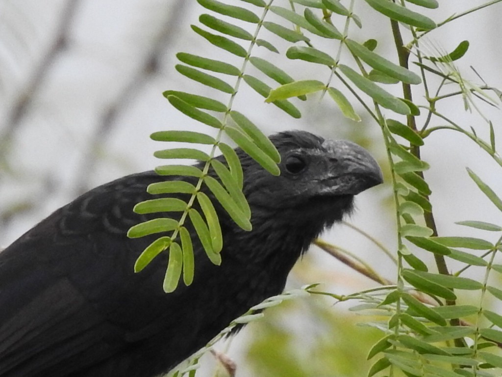 Groove-billed Ani - ML299223501