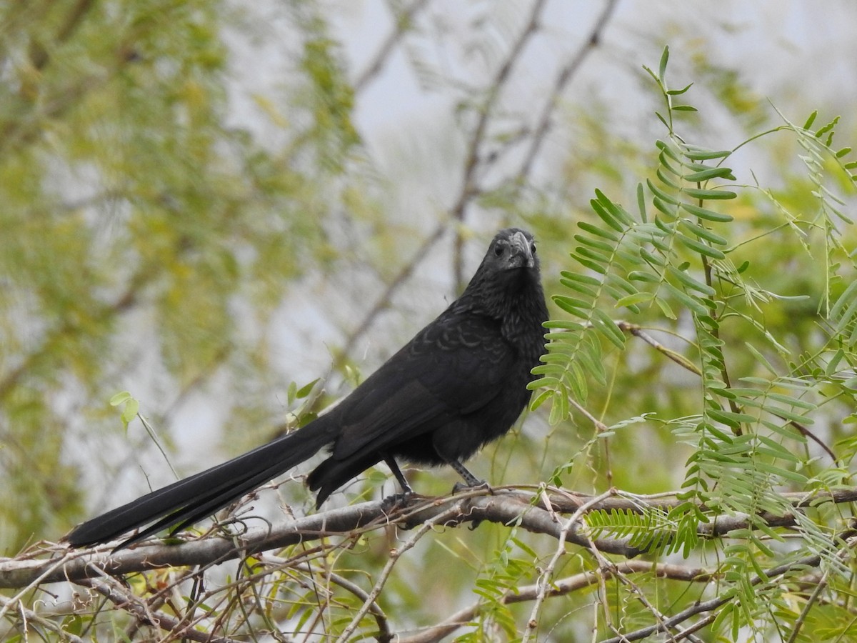 Groove-billed Ani - ML299223681