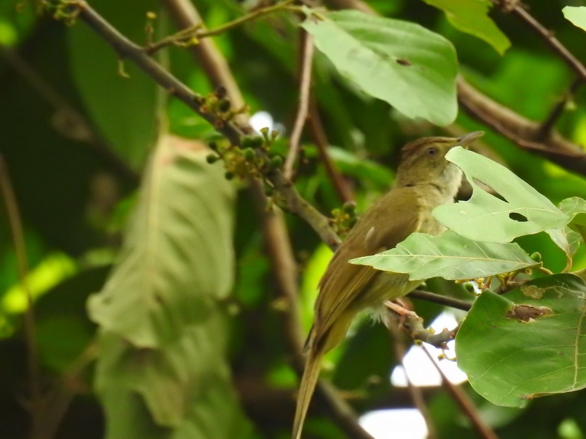 Bulbul aux yeux gris - ML29922581