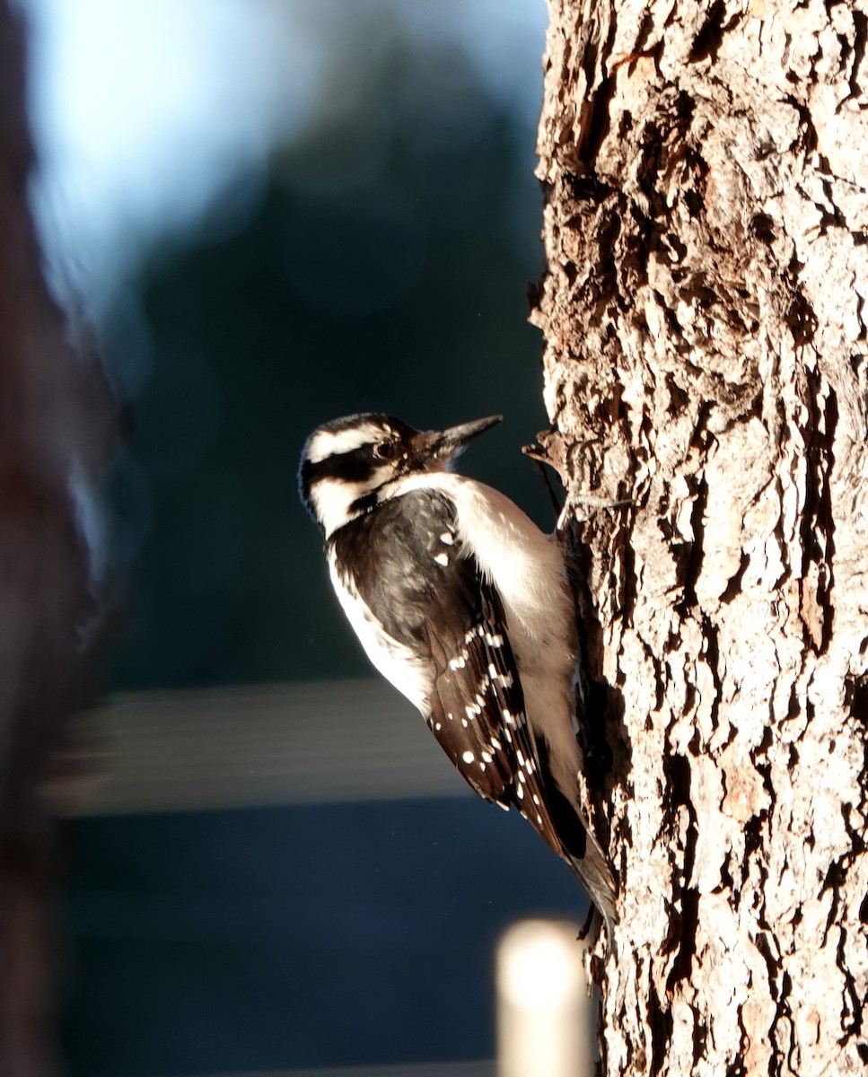 Hairy Woodpecker - ML299226741