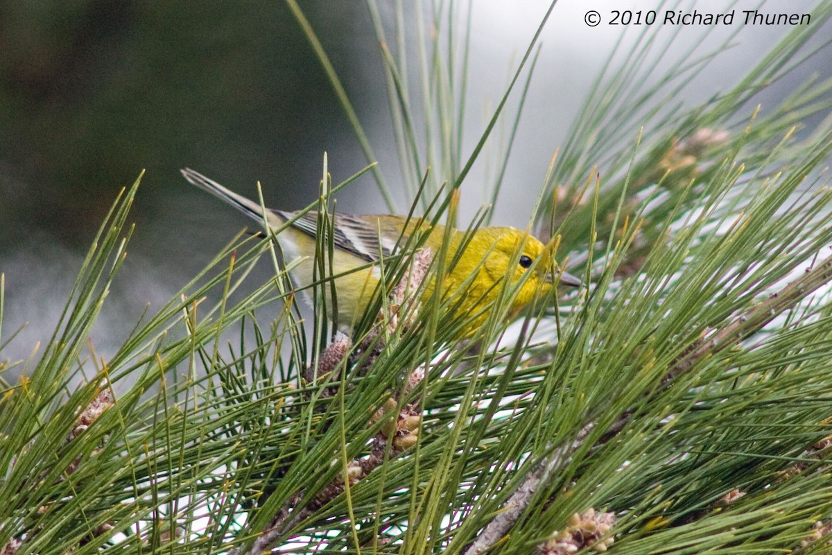 Pine Warbler - ML299228291