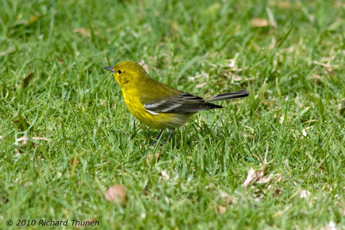 Pine Warbler - ML299228301