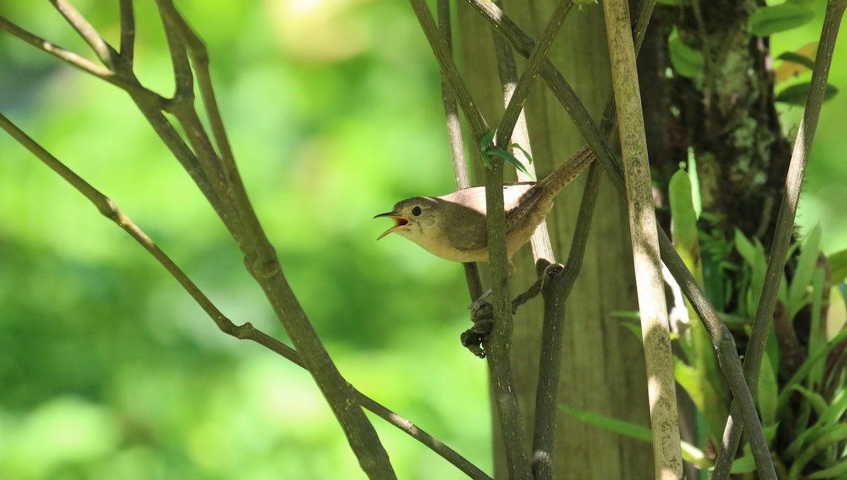 House Wren (Southern) - ML299228531