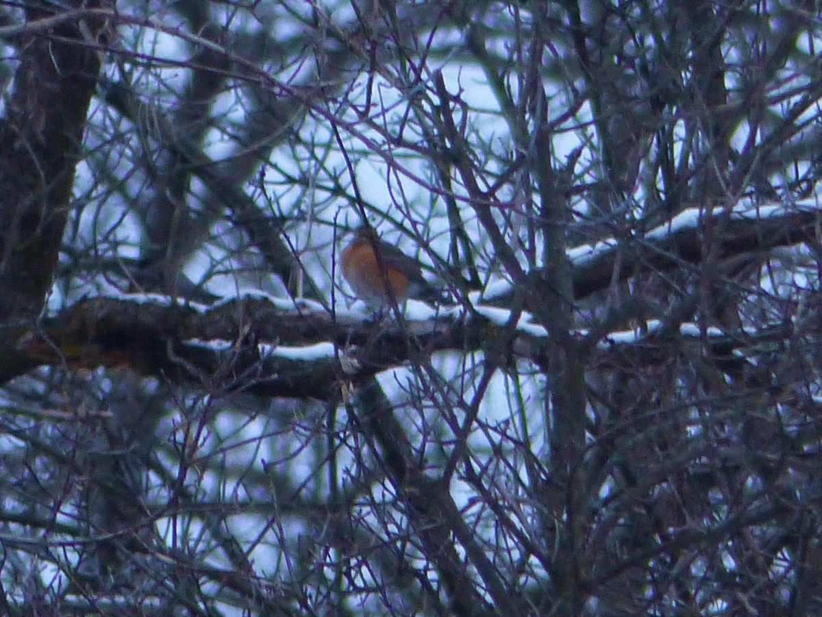 American Robin - ML299228551