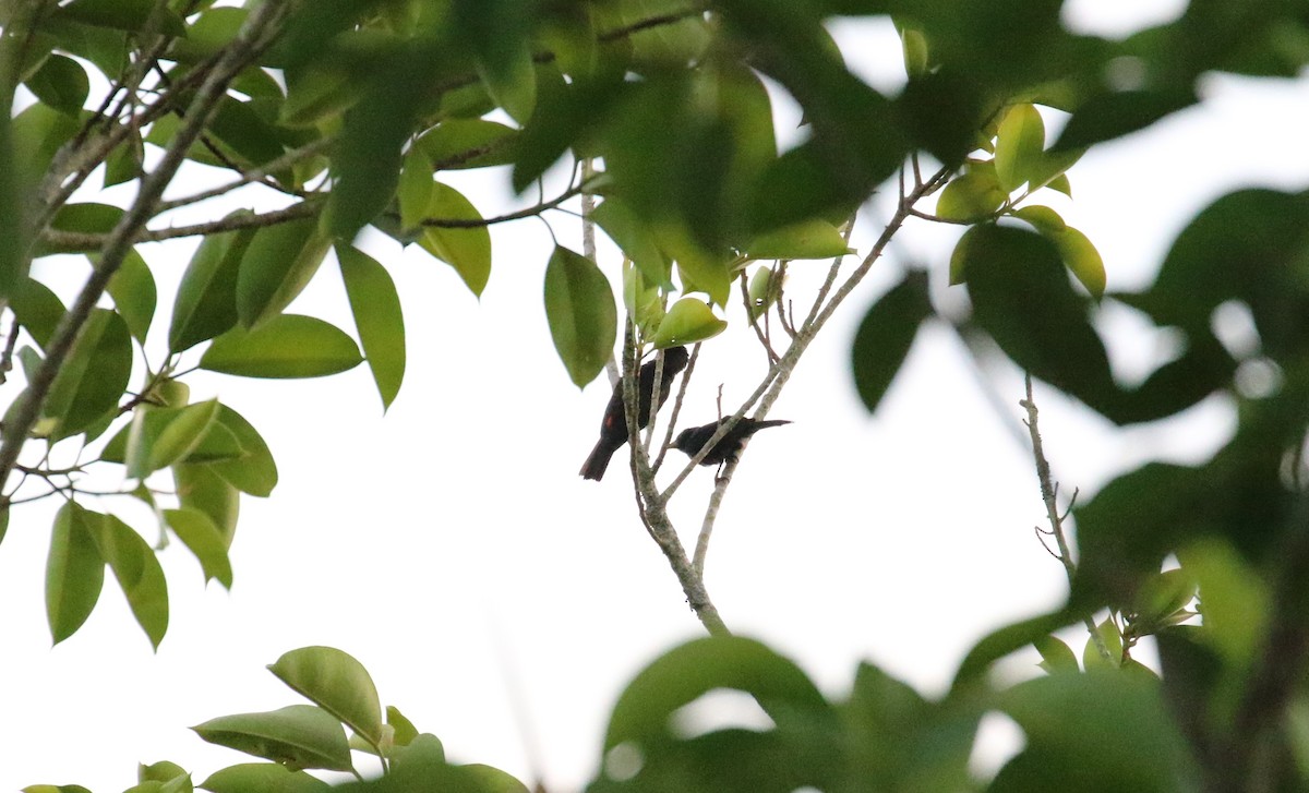 Red-rumped Cacique - ML299228731